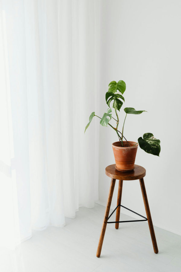 Monstera